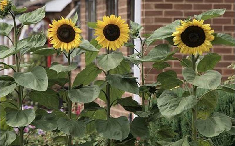 Planting Sunflowers