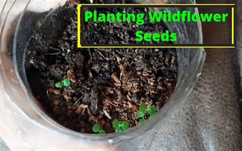 Planting Wildflower Seeds