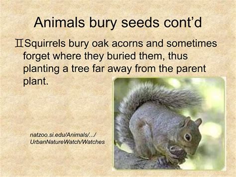 Planting a Tree to Honor and Remember: Tips for Planting over a Buried Animal
