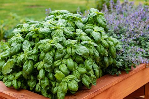 Planting Basil Outside: Tips For A Successful Harvest
