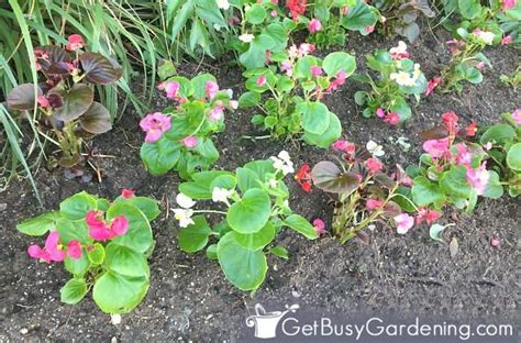 Planting Begonias Outside: Tips And Tricks For A Beautiful Garden