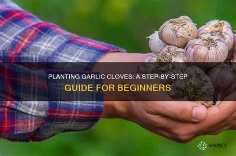 Planting Garlic Cloves