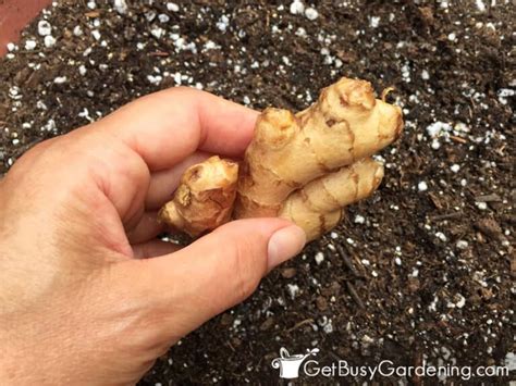 Planting Ginger Outside: A Comprehensive Guide