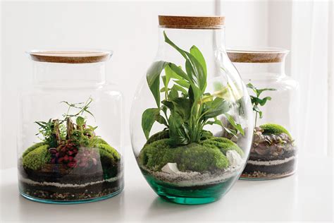Planting In Glass Containers