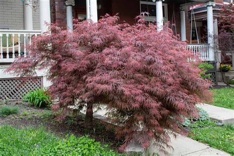 Planting Japanese Maple Near House: Tips And Advice