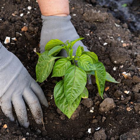 Planting Peppers in the Fall