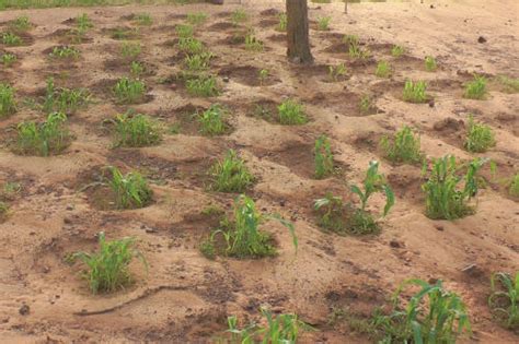 Planting Pits