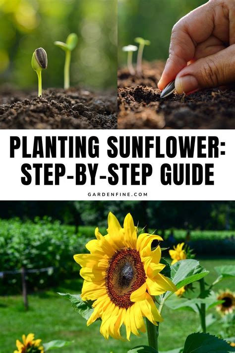 Planting Swamp Sunflower Seeds: A Step-by-Step Guide