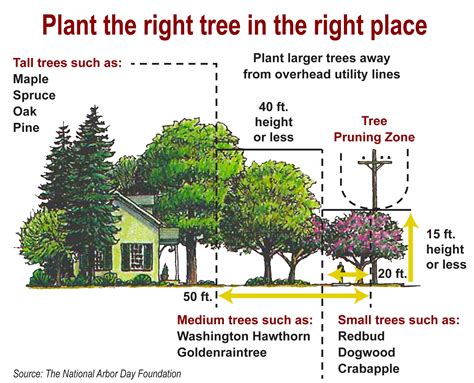 Planting Trees Under Power Lines