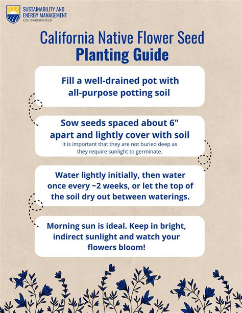 Planting Your Native Flower Seeds A Simple Guide
