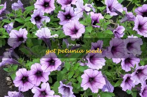 Planting Your Petunia Flower Seeds: A Step-by-Step Guide