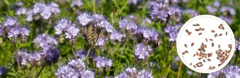 Planting Your Phacelia Seeds_ A Simple Guide