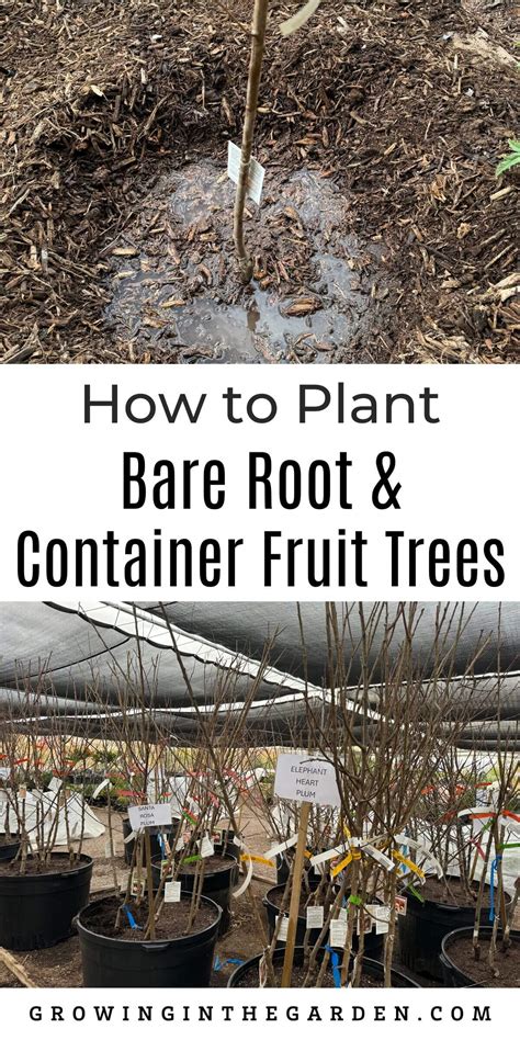 Planting bare root trees in pots