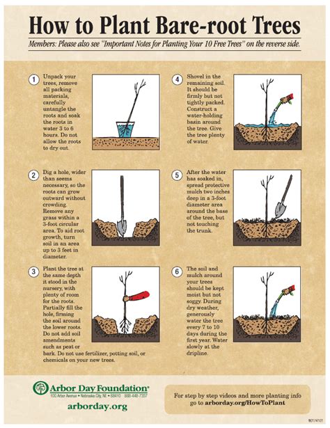 Planting bare root trees step-by-step