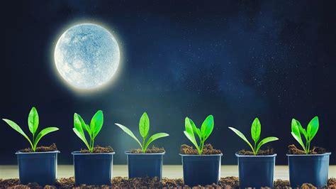 Planting by the Moon