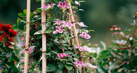 Planting climbers in fall