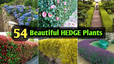 Planting different hedge forms