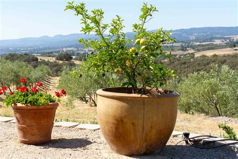 Planting fruit trees in pots