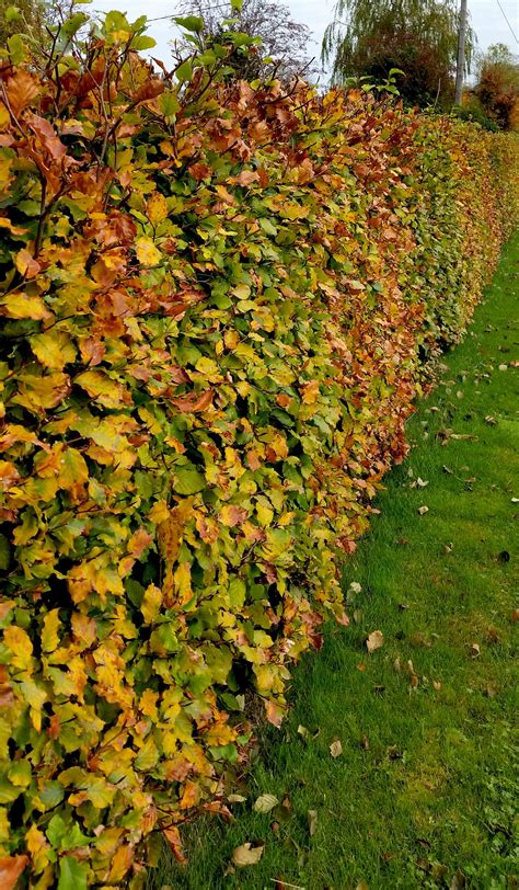 Planting hedging in fall