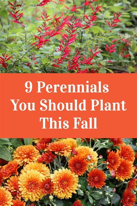 Planting perennials in fall