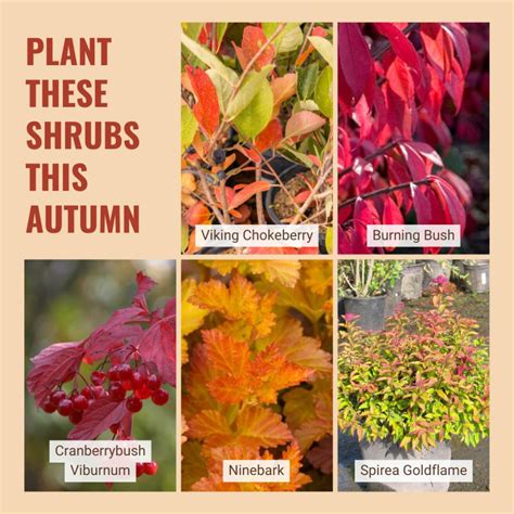 Planting shrubs in fall