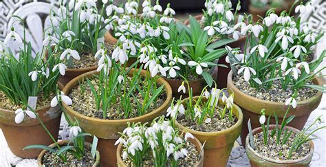 Planting snowdrops in containers