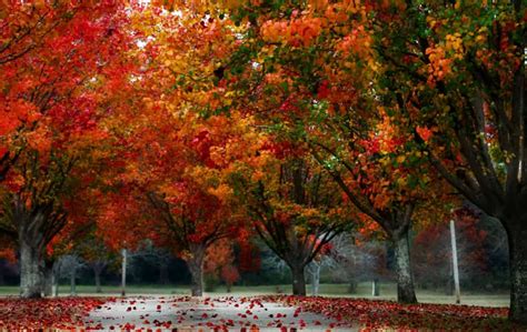 Planting trees in fall