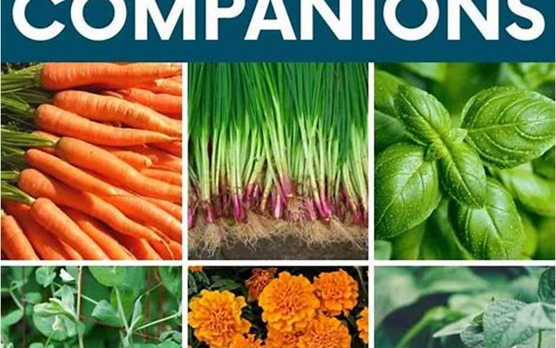Plants Companion