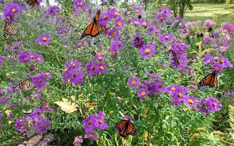 Plants For Butterfly Garden: Tips And Ideas