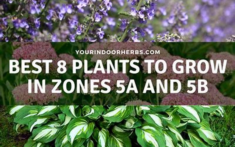 Plants For Zone 5B