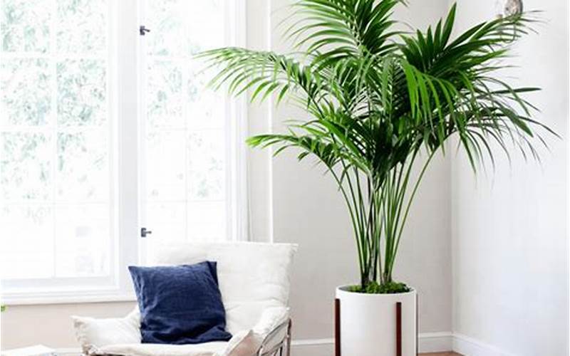 Plants Living Room