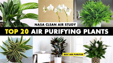 This Graphic Shows The Best AirCleaning Plants, According To NASA