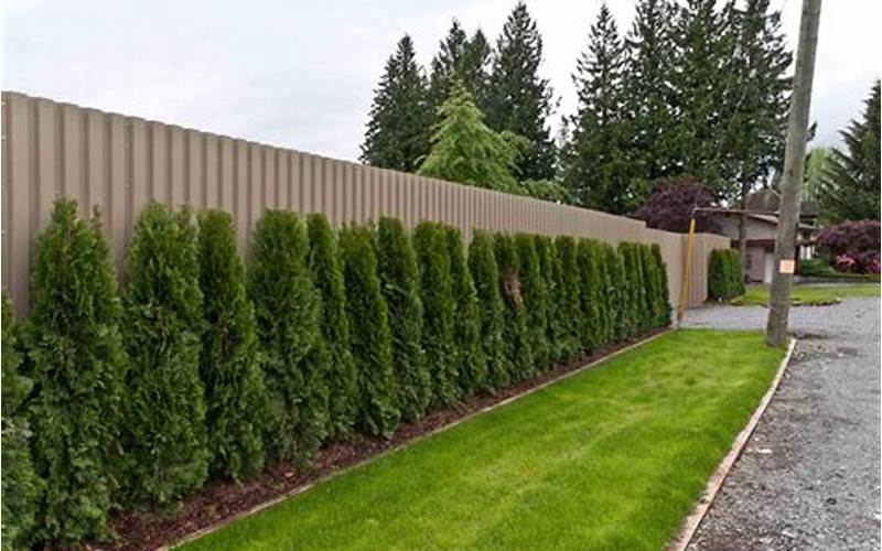 Plants Privacy Fence: All You Need To Know