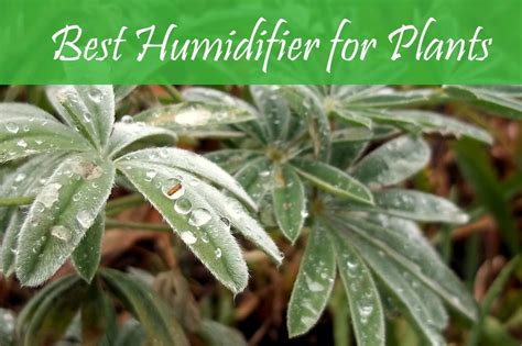 5 Plants That Can Humidify Your Home And Create The Indoor Perfect Climate
