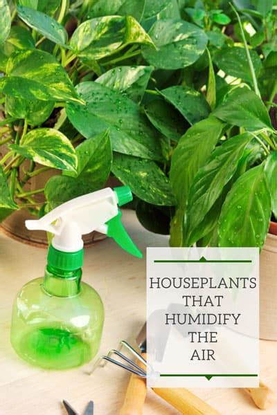 Best humidifier for indoor plants [2022]