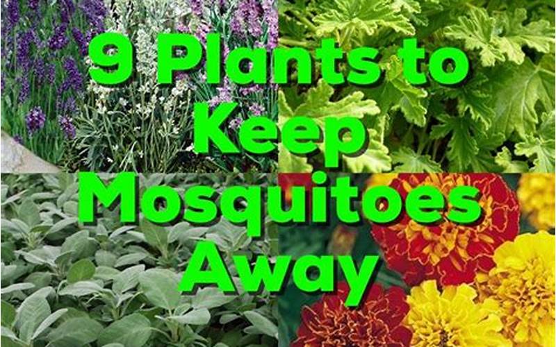 plants keep mosquitoes away