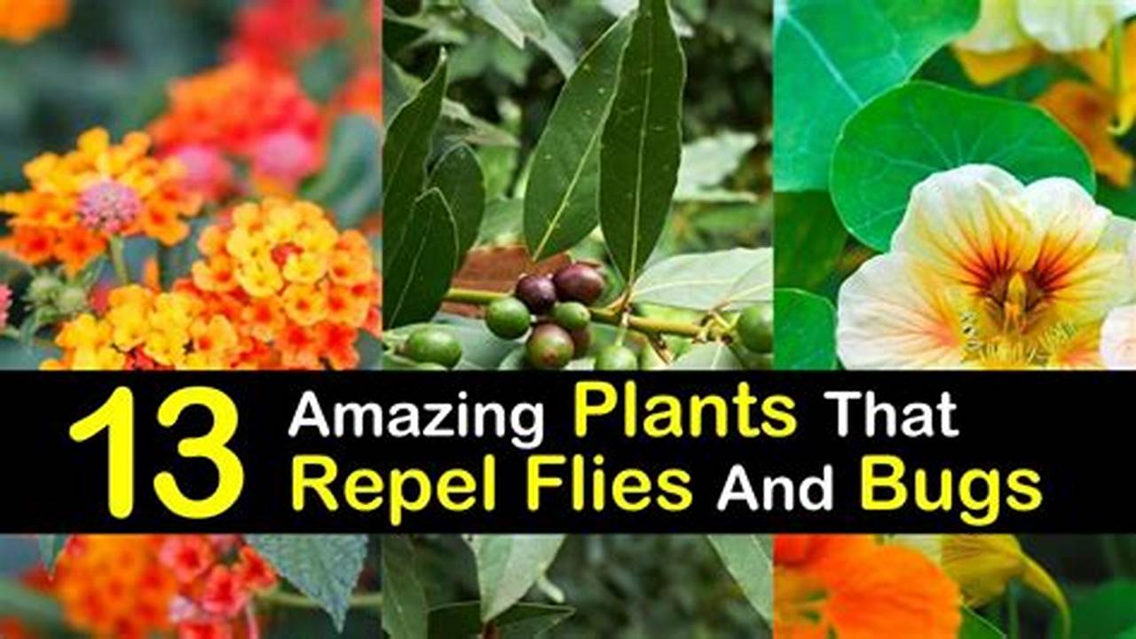 Effective Fly Control: Uncover the Plant Arsenal That Repels Flies