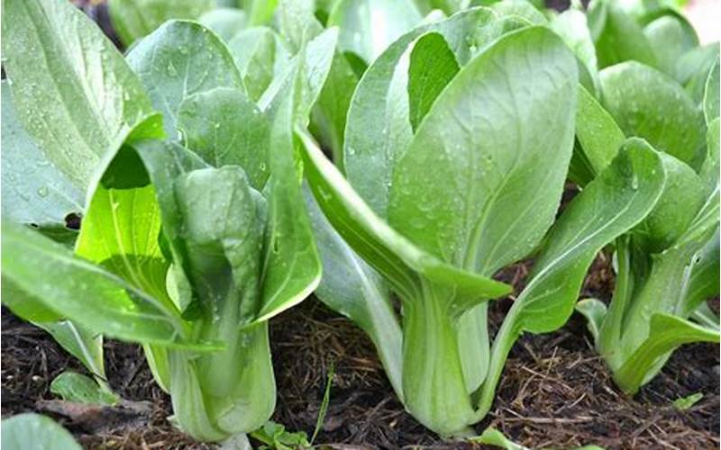 Plants To Avoid Planting With Bok Choy