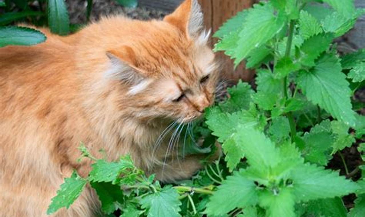 Plants To Deter Cats