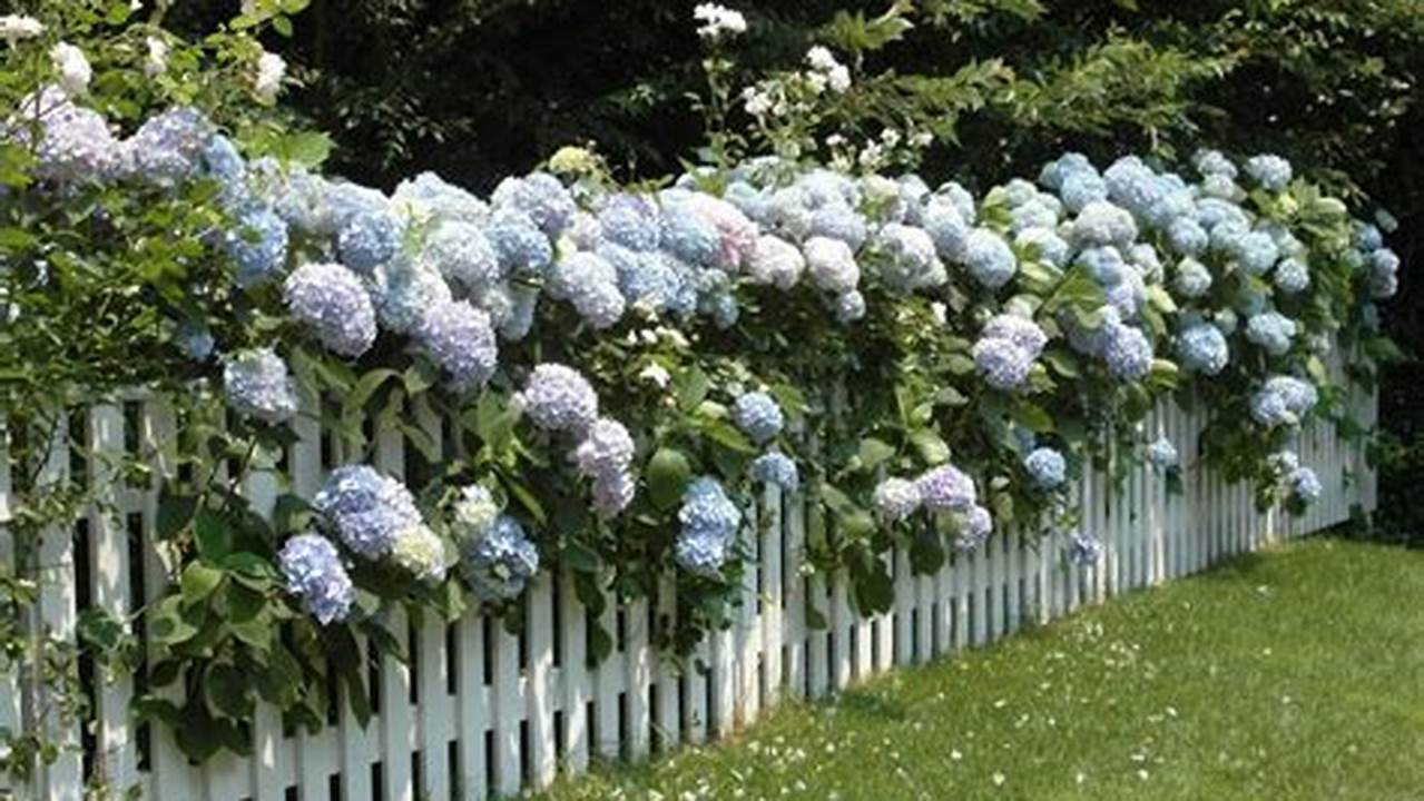 How to Choose and Grow the Best Plants for Your Fence