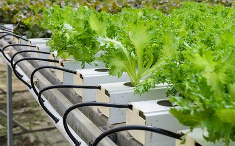 Plants To Grow In Hydroponic Systems