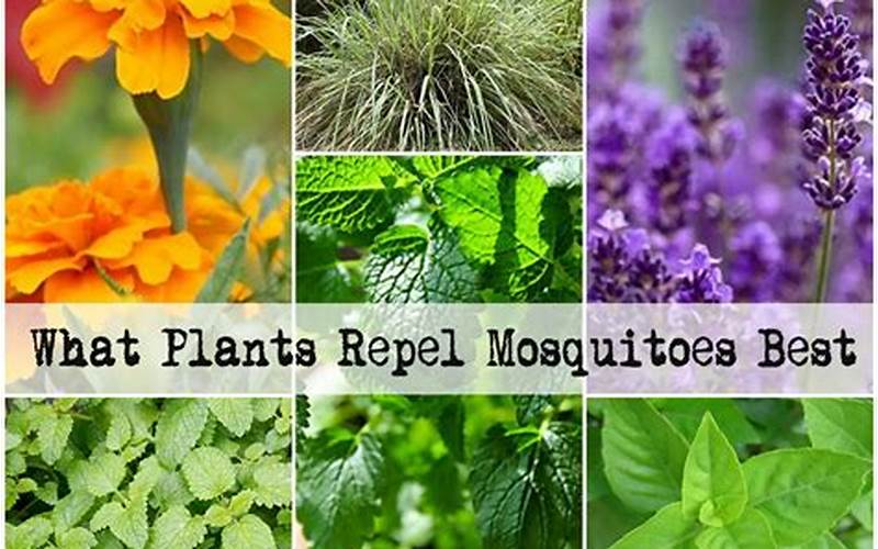plants to repel mosquito