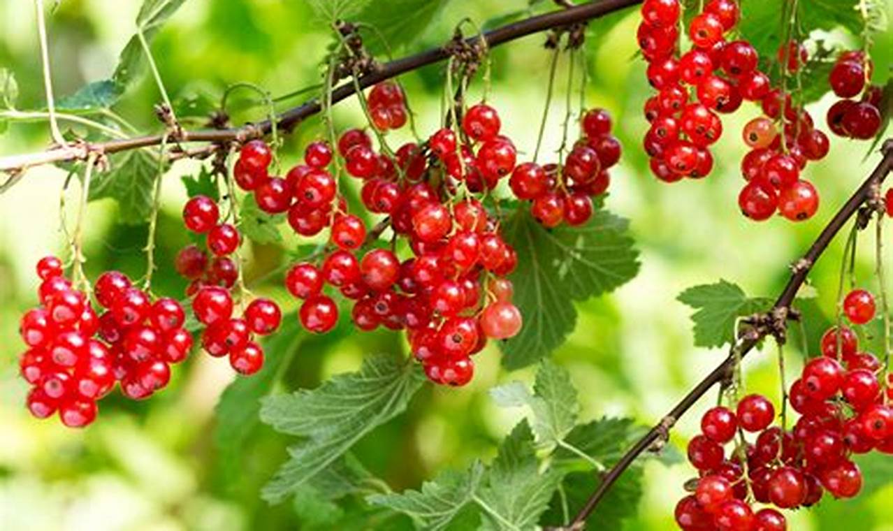Plants With Red Berries