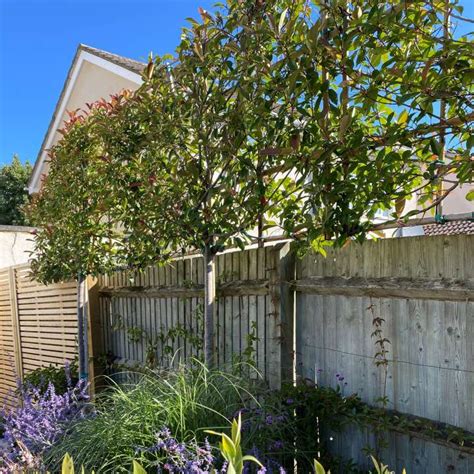 Add Privacy to Your Garden or Yard with Plants Do it