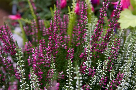 Plants For Winter Flowering