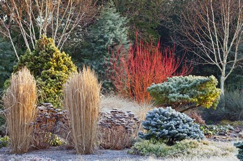 Plants For Winter Interest