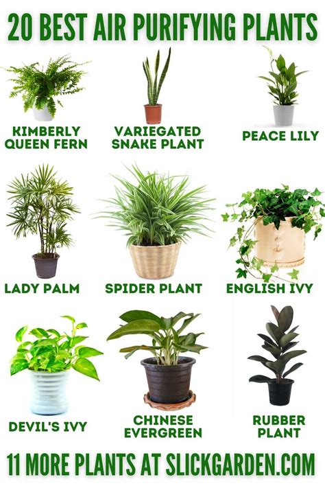 Plants Good For Filtering Air