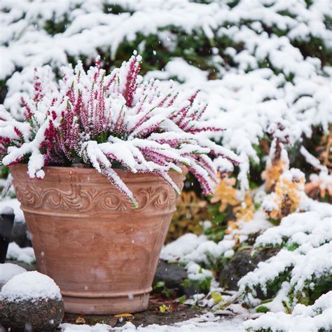 Plants Good For Winter