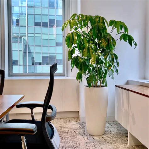 Plants Suitable For Office Environment