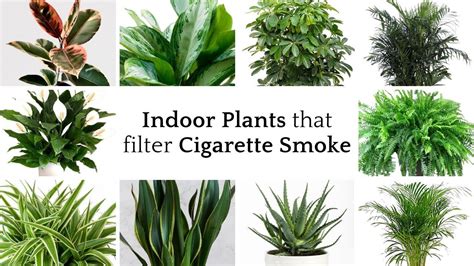 Plants That Absorb Smoke: A Guide To Cleaner Air
